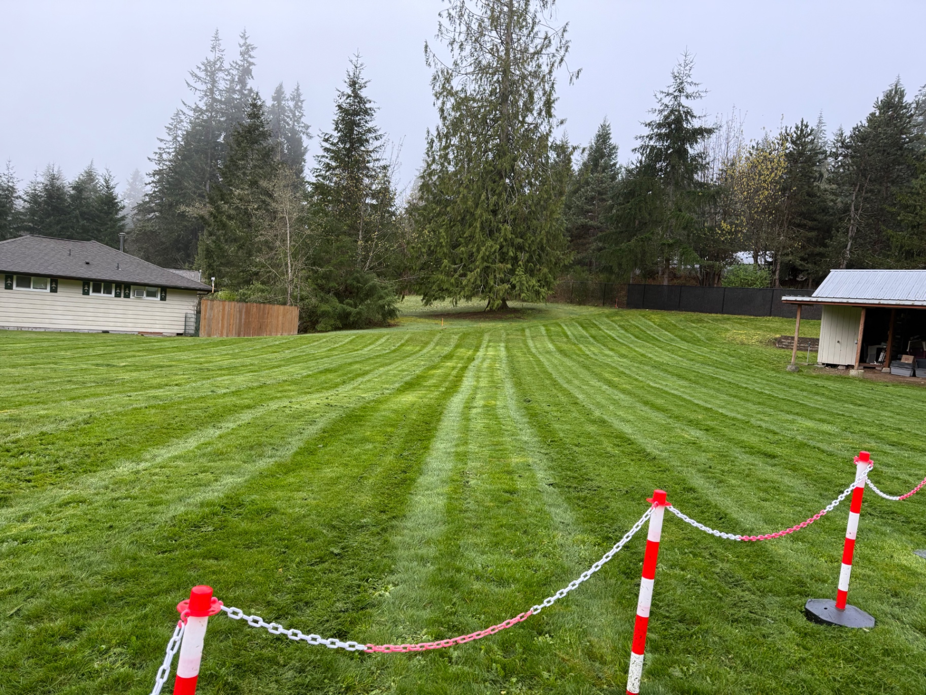 Freshly mowed lawn on a misty Pacific NW morning
